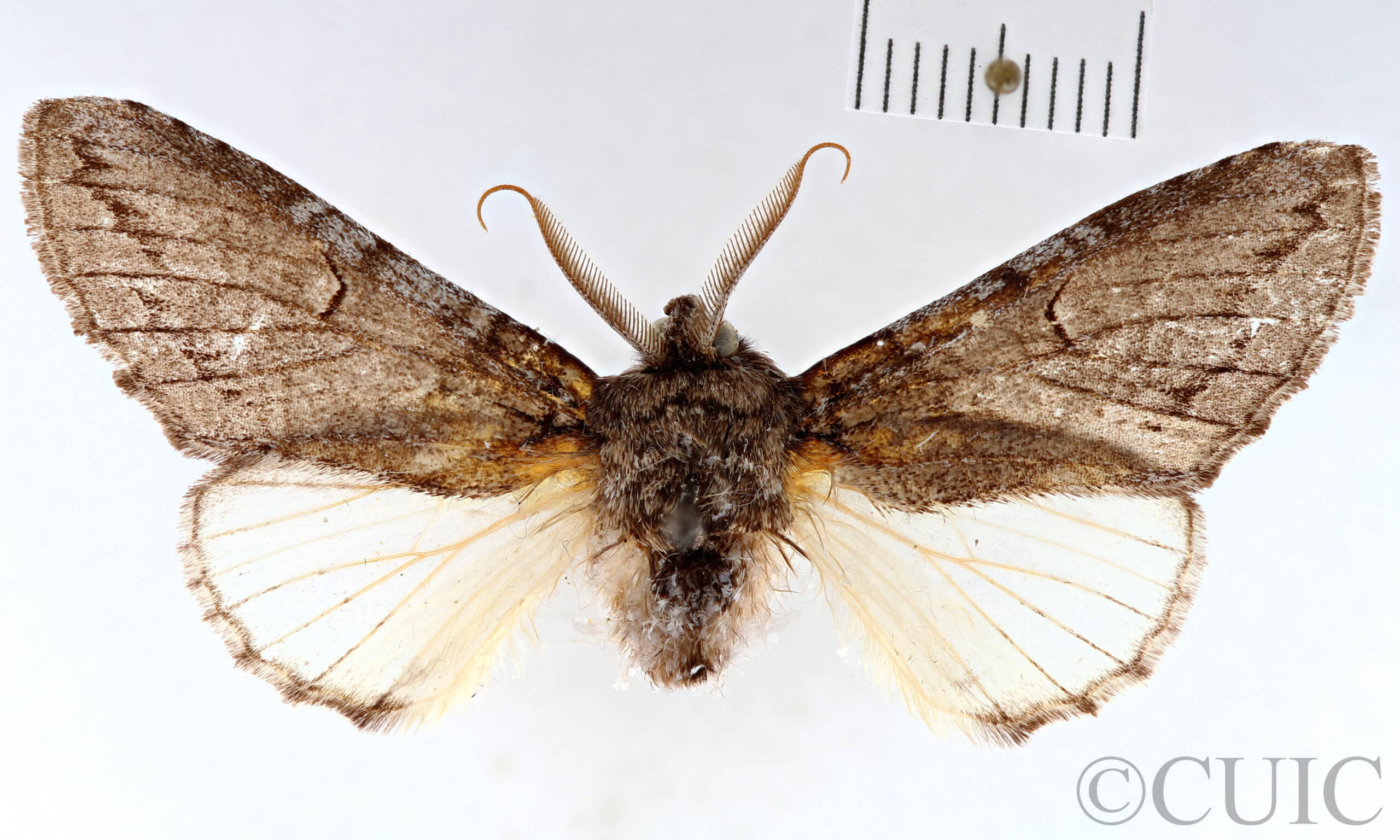 dorsal view of adult Heterocampa averna