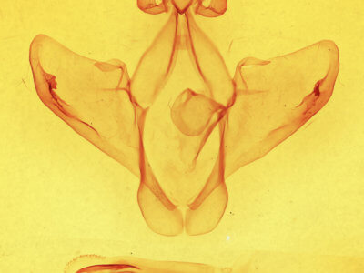 genitalia view of adult Heterocampa averna