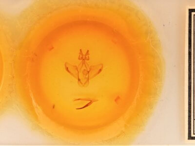 slide view of adult Heterocampa averna