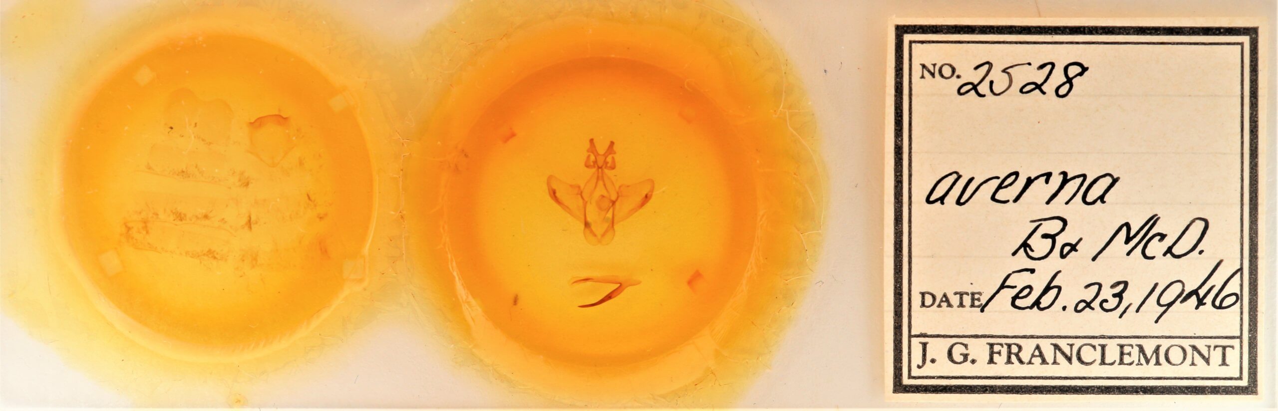 slide view of adult Heterocampa averna