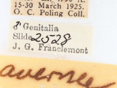 label view of adult Heterocampa averna