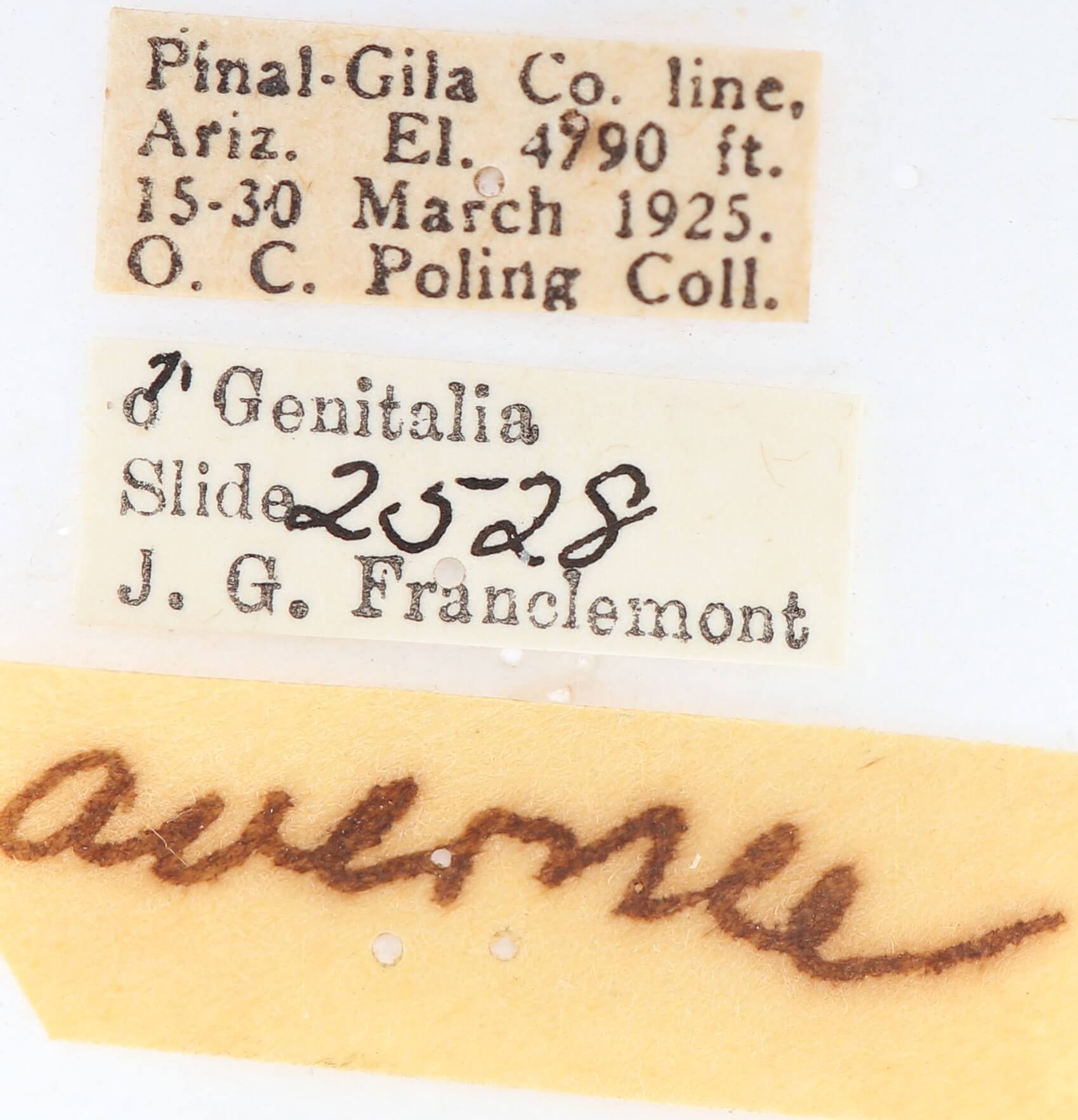 label view of adult Heterocampa averna