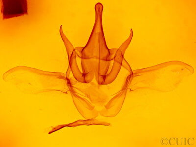 genitalia view of adult Heterocampa rufinans