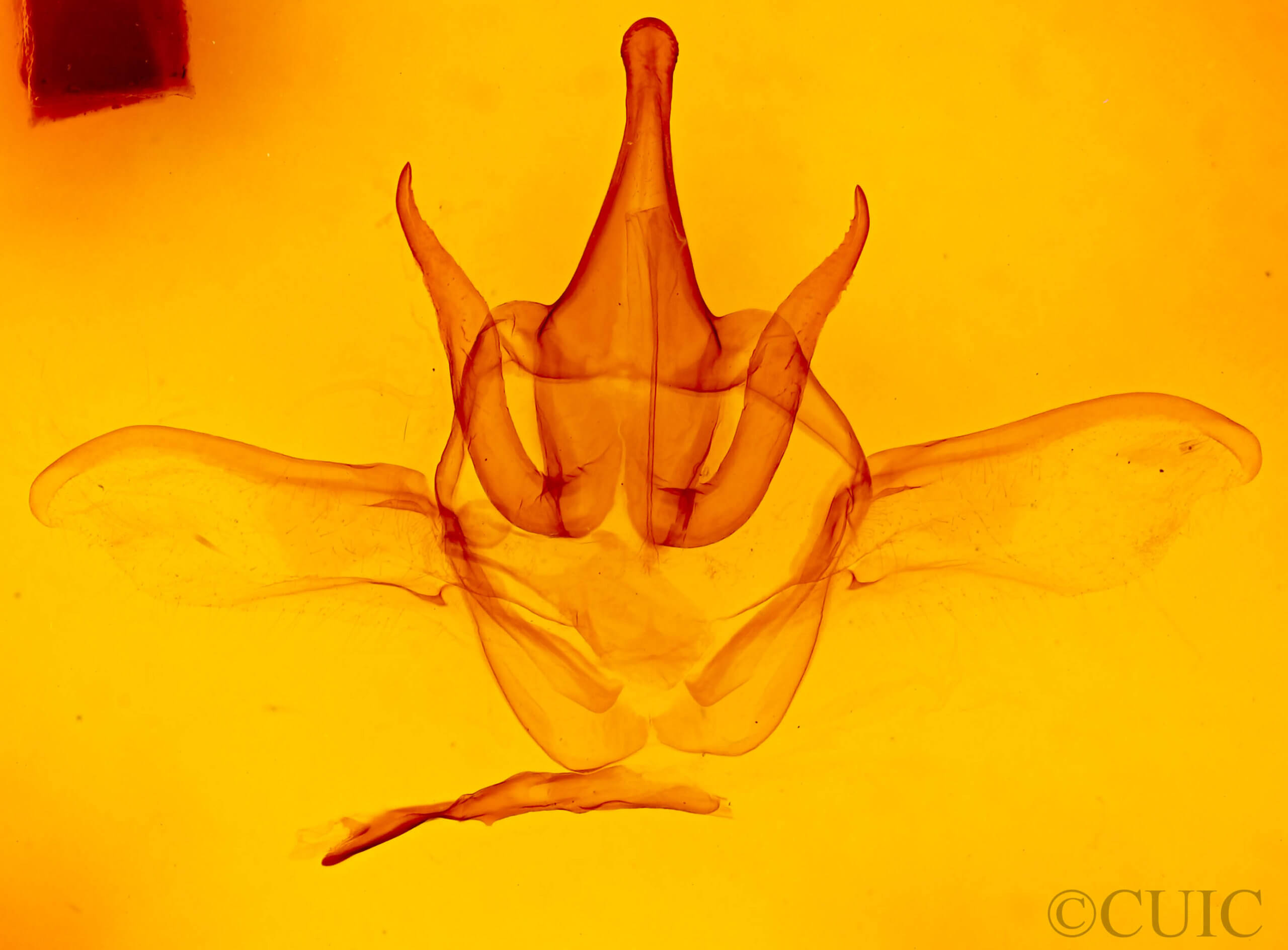 genitalia view of adult Heterocampa rufinans