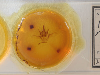 slide view of adult Heterocampa rufinans