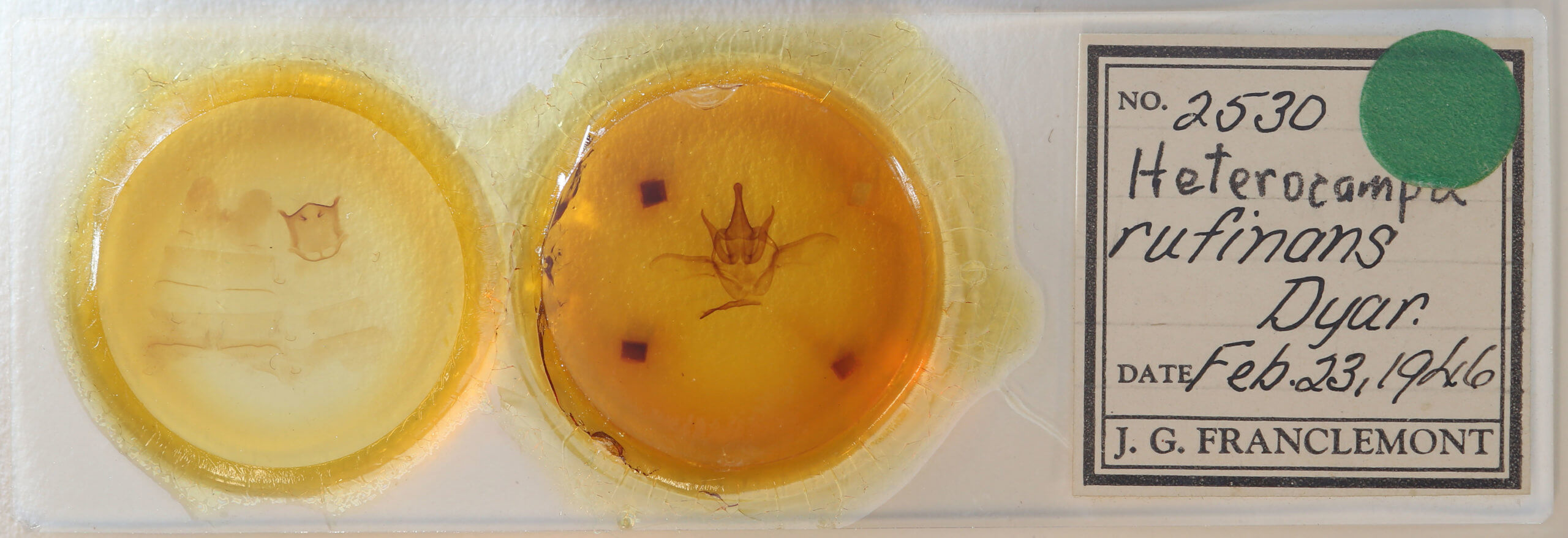 slide view of adult Heterocampa rufinans