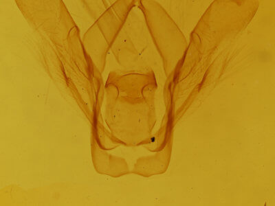 genitalia view of adult Heterocampa subrotata  celtiphaga