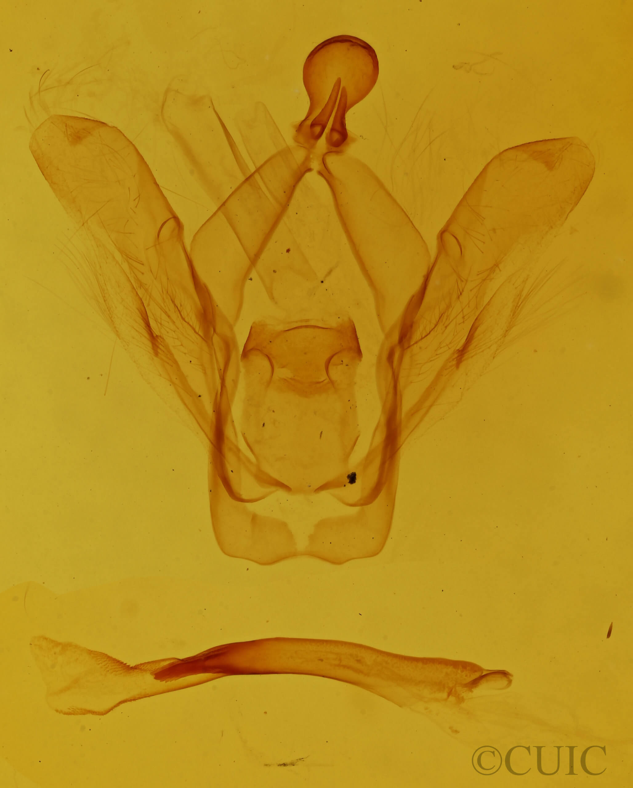 genitalia view of adult Heterocampa subrotata  celtiphaga