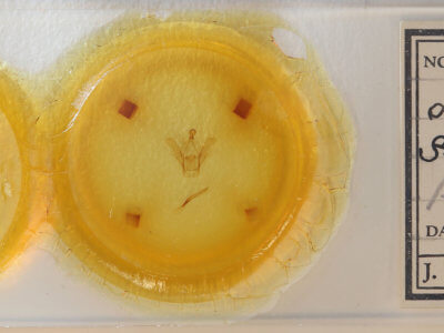 slide view of adult Heterocampa subrotata  celtiphaga