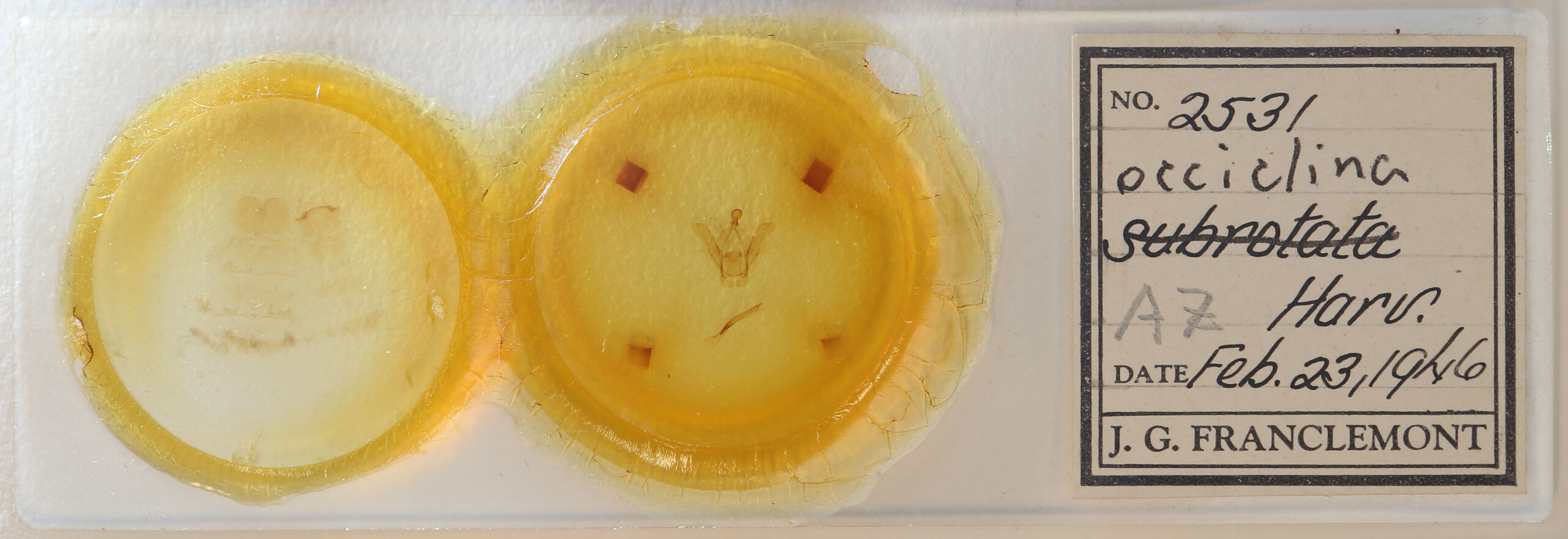 slide view of adult Heterocampa subrotata  celtiphaga