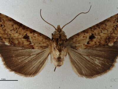 dorsal view of adult Gyrtona polionota