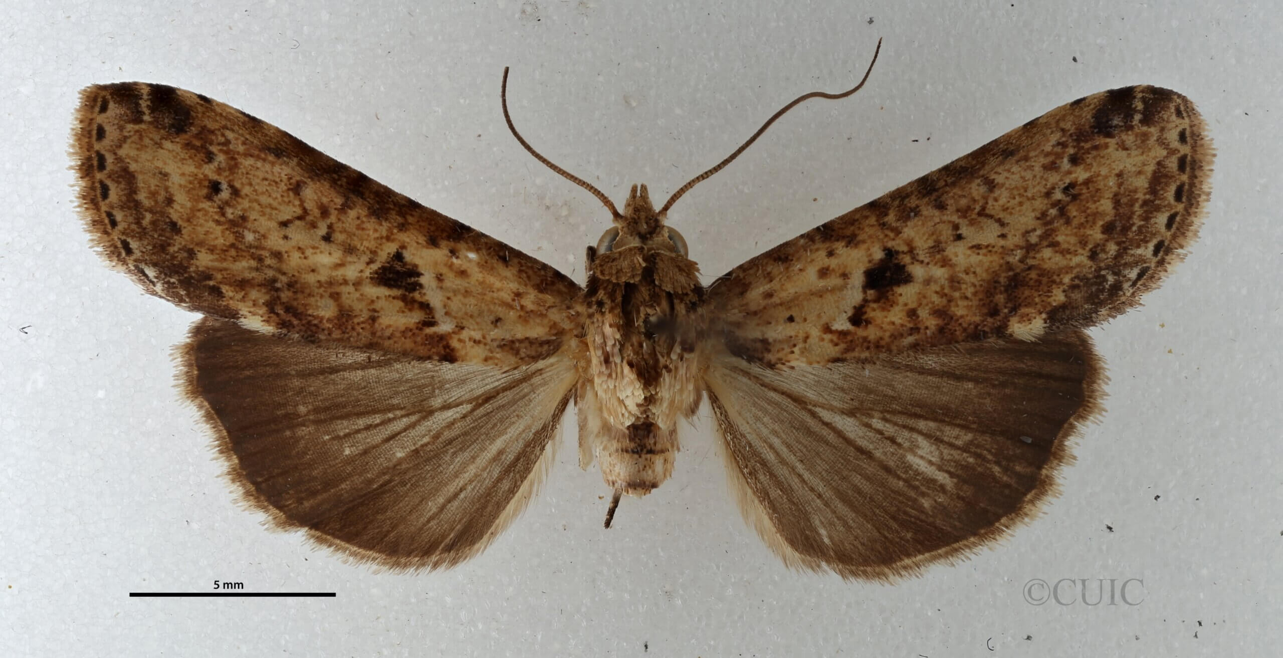 dorsal view of adult Gyrtona polionota