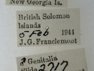 label view of adult Gyrtona polionota