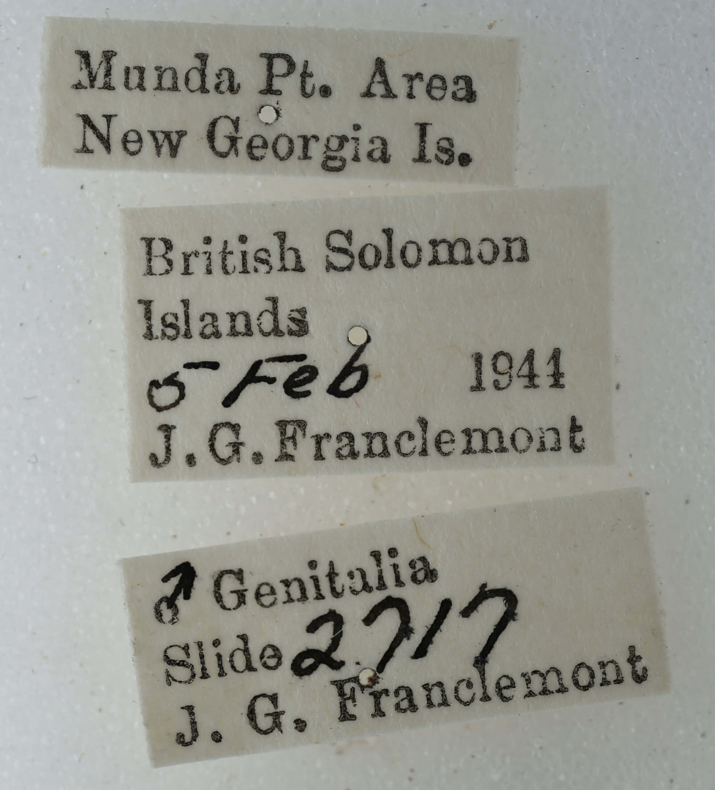 label view of adult Gyrtona polionota