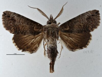 dorsal view of adult Paectes abrostoloides