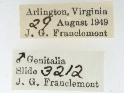 label view of adult Paectes abrostoloides