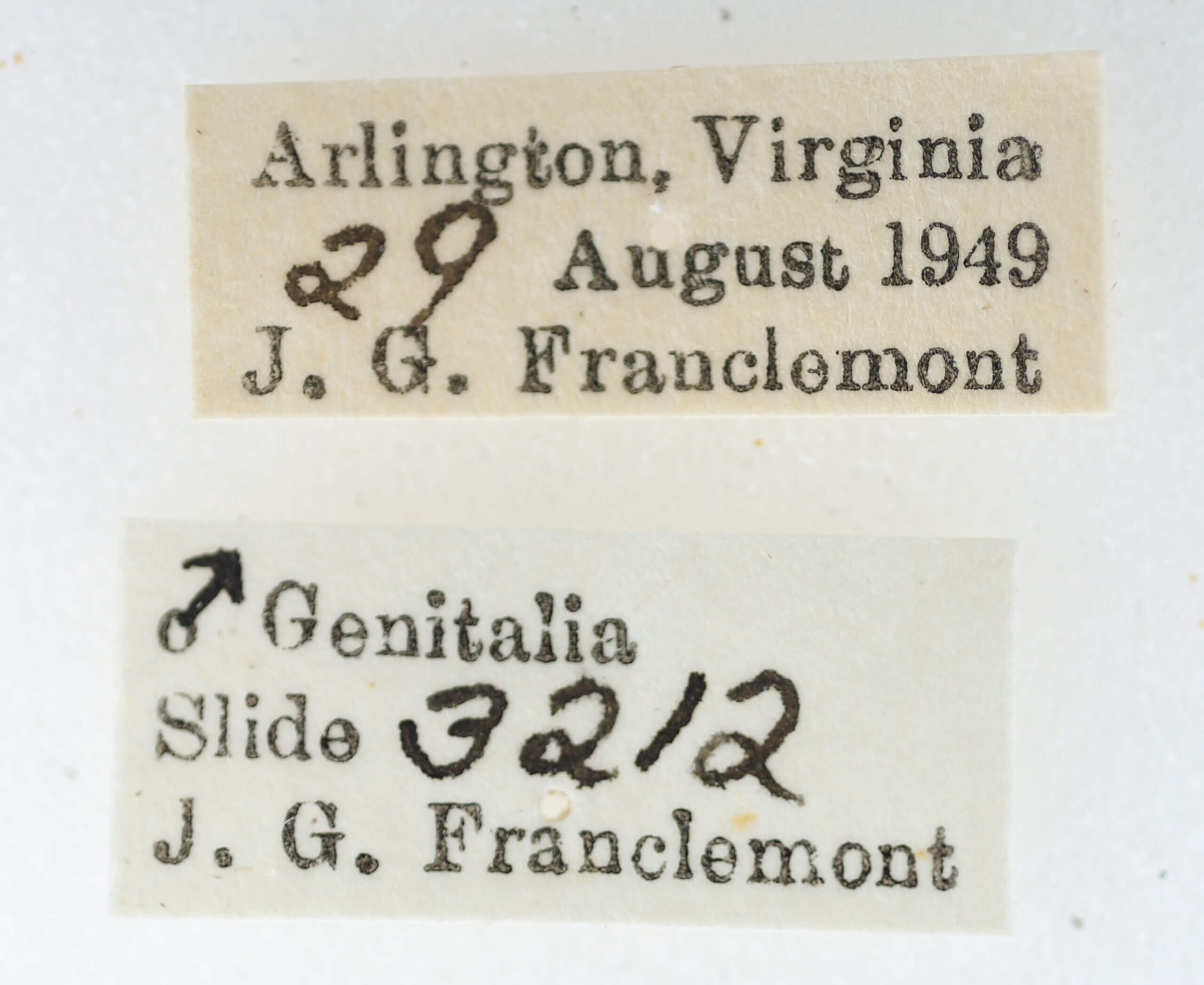 label view of adult Paectes abrostoloides