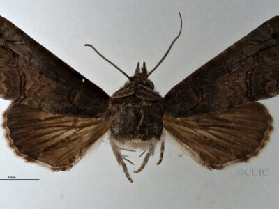 dorsal view of adult Paectes abrostoloides