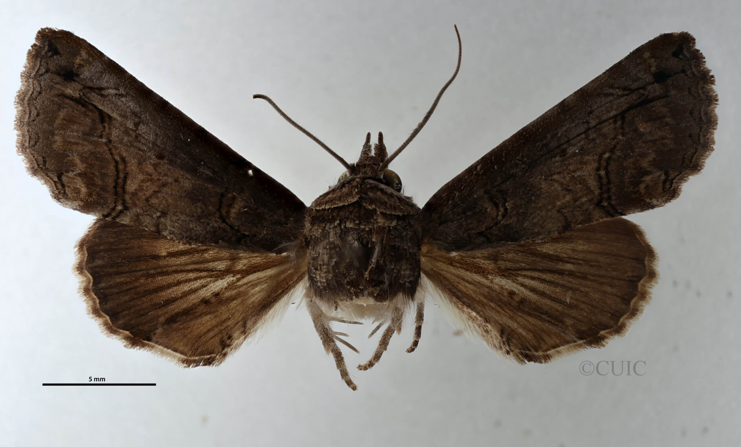 dorsal view of adult Paectes abrostoloides