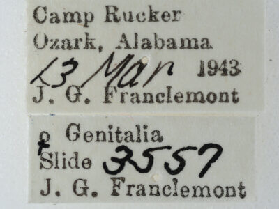 label view of adult Paectes abrostoloides