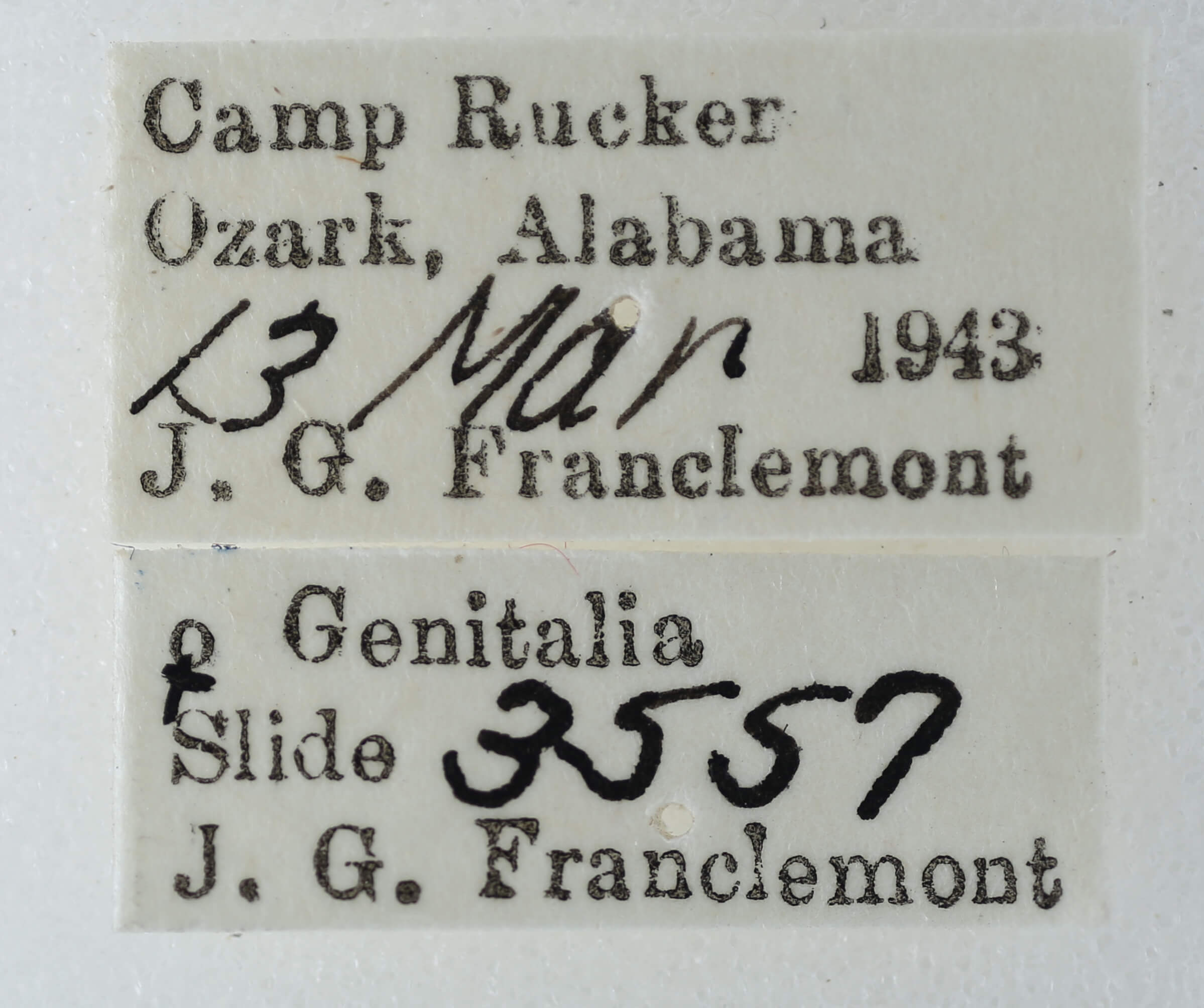 label view of adult Paectes abrostoloides