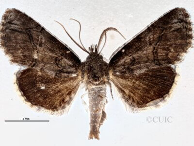 dorsal view of adult Paectes pygmaea