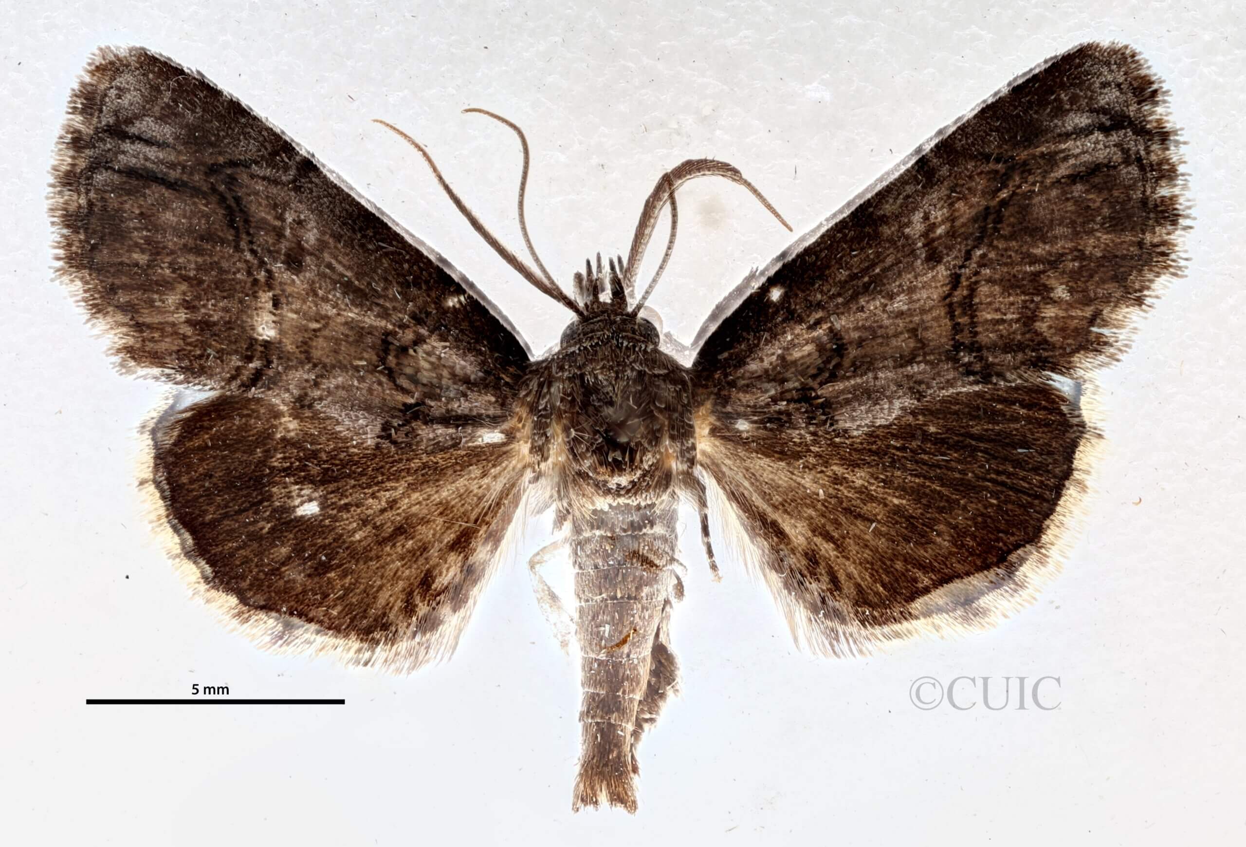 dorsal view of adult Paectes pygmaea