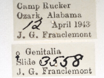 label view of adult Paectes pygmaea