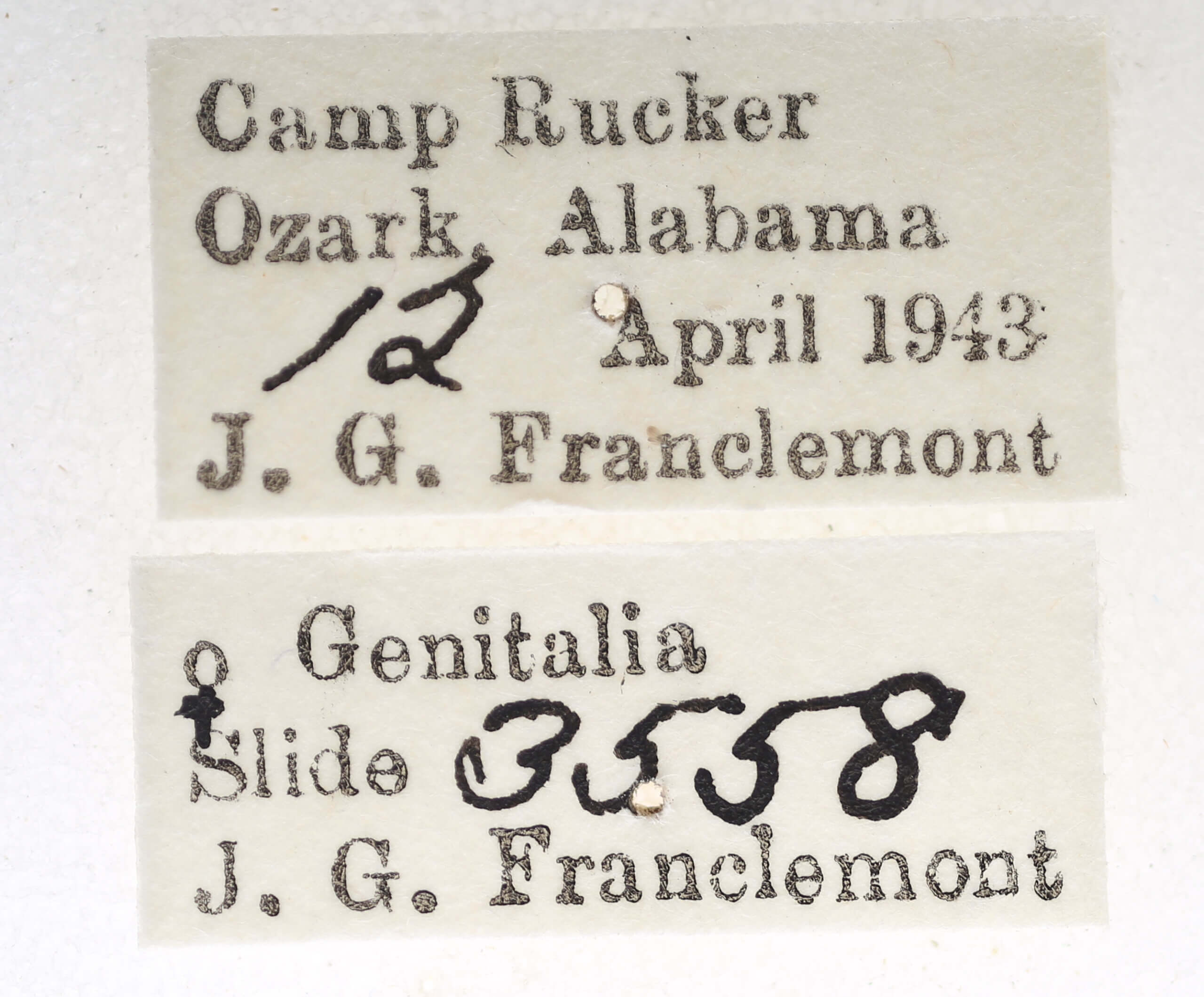 label view of adult Paectes pygmaea