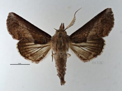 dorsal view of adult Paectes sp.