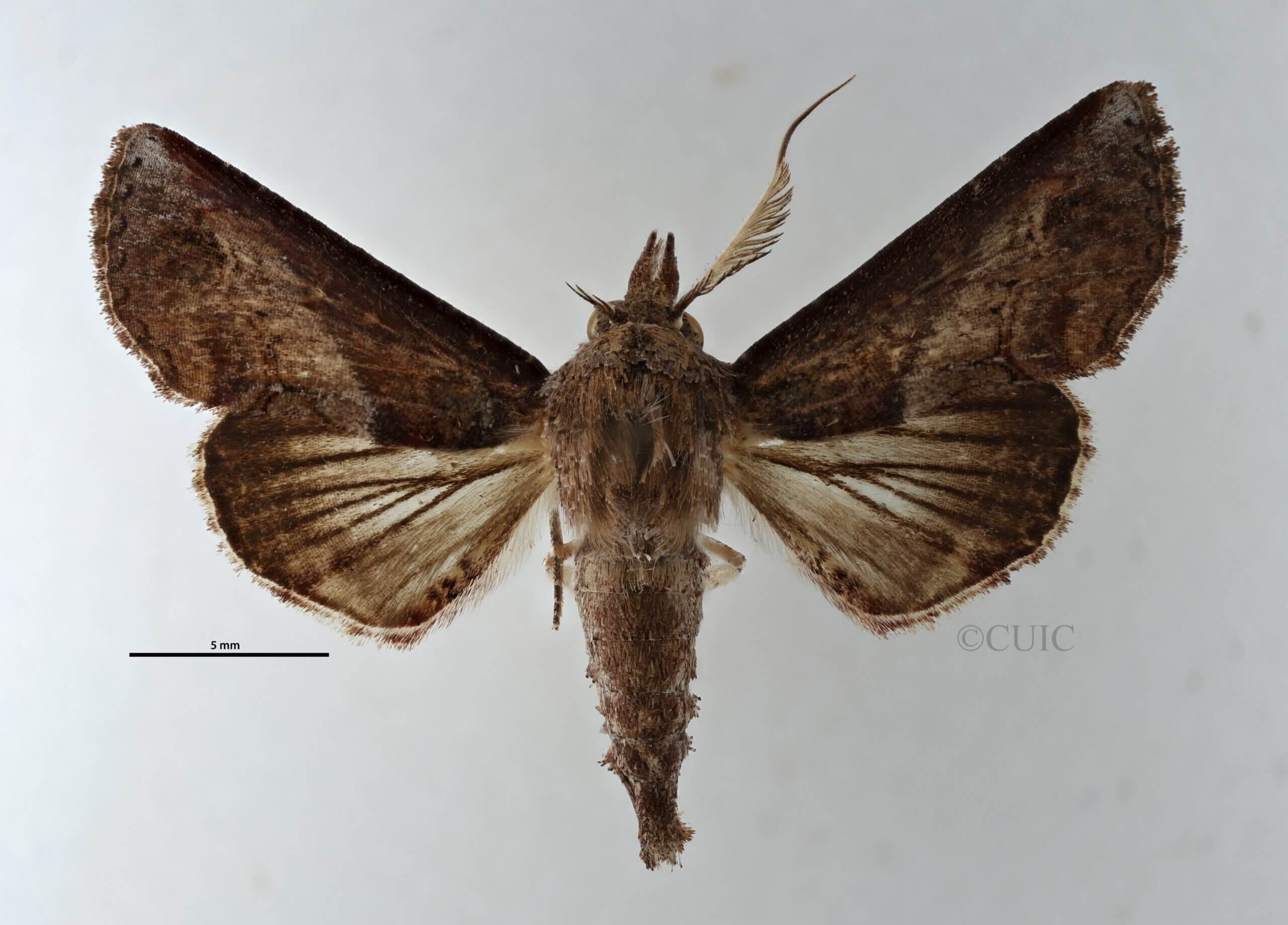 dorsal view of adult Paectes sp.