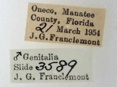 label view of adult Paectes sp.