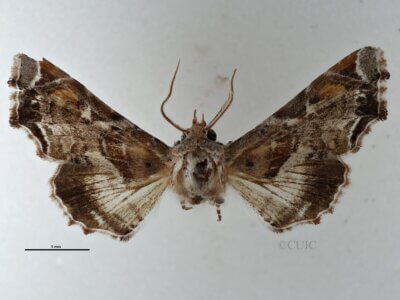 dorsal view of adult Eutelia furcata