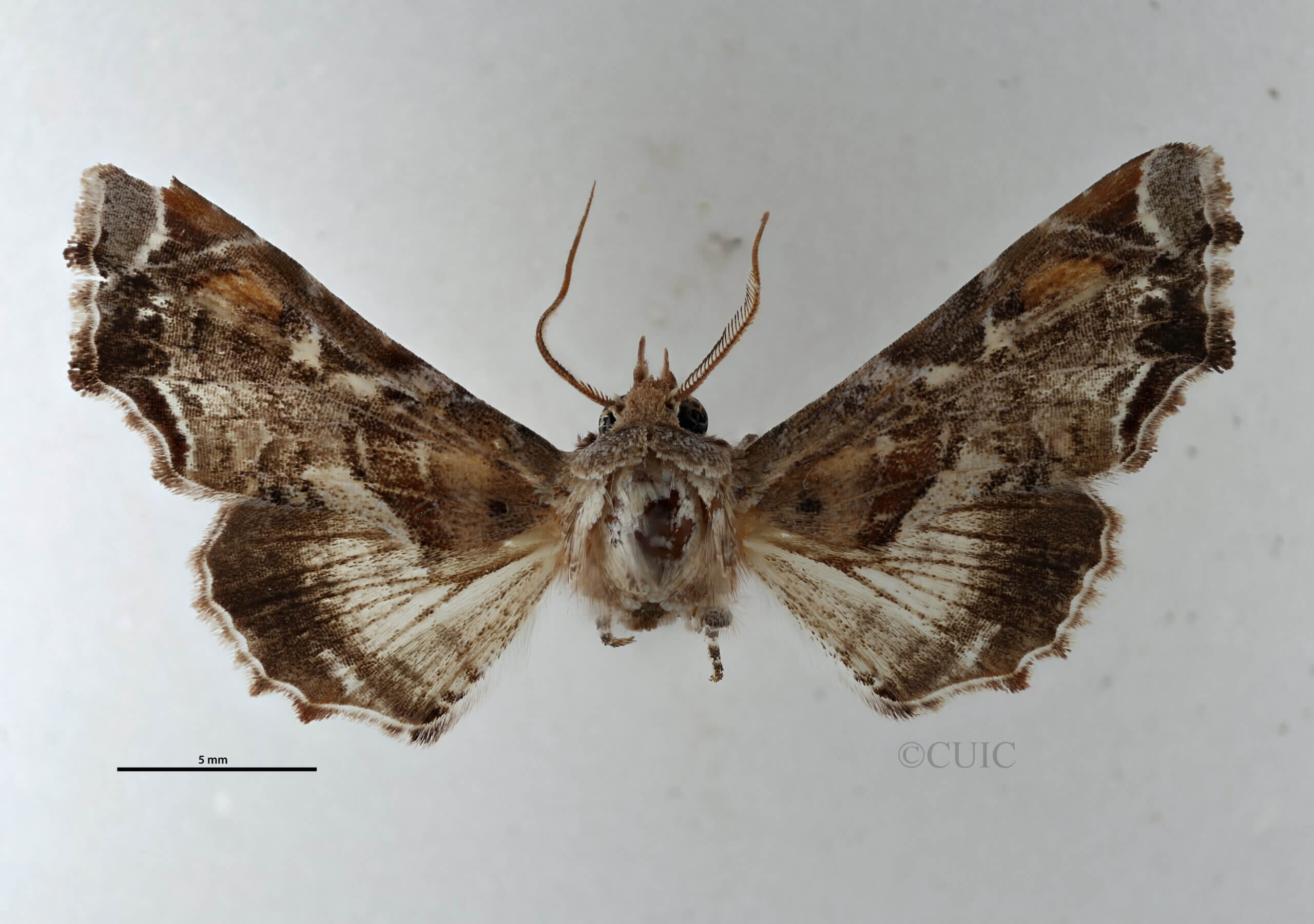dorsal view of adult Eutelia furcata
