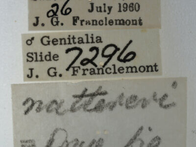 label view of adult Eutelia furcata