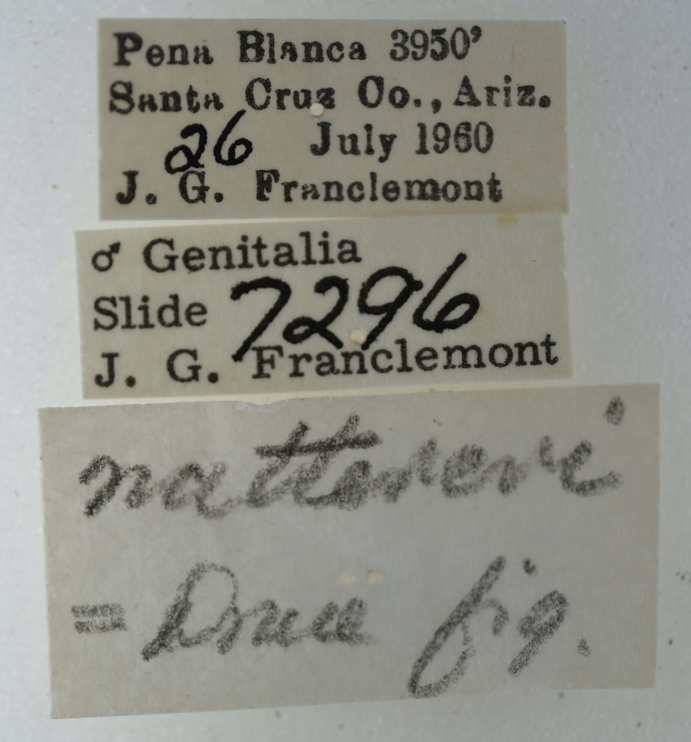 label view of adult Eutelia furcata