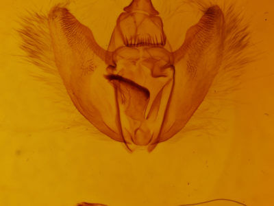 genitalia view of adult Eutrapela clemataria