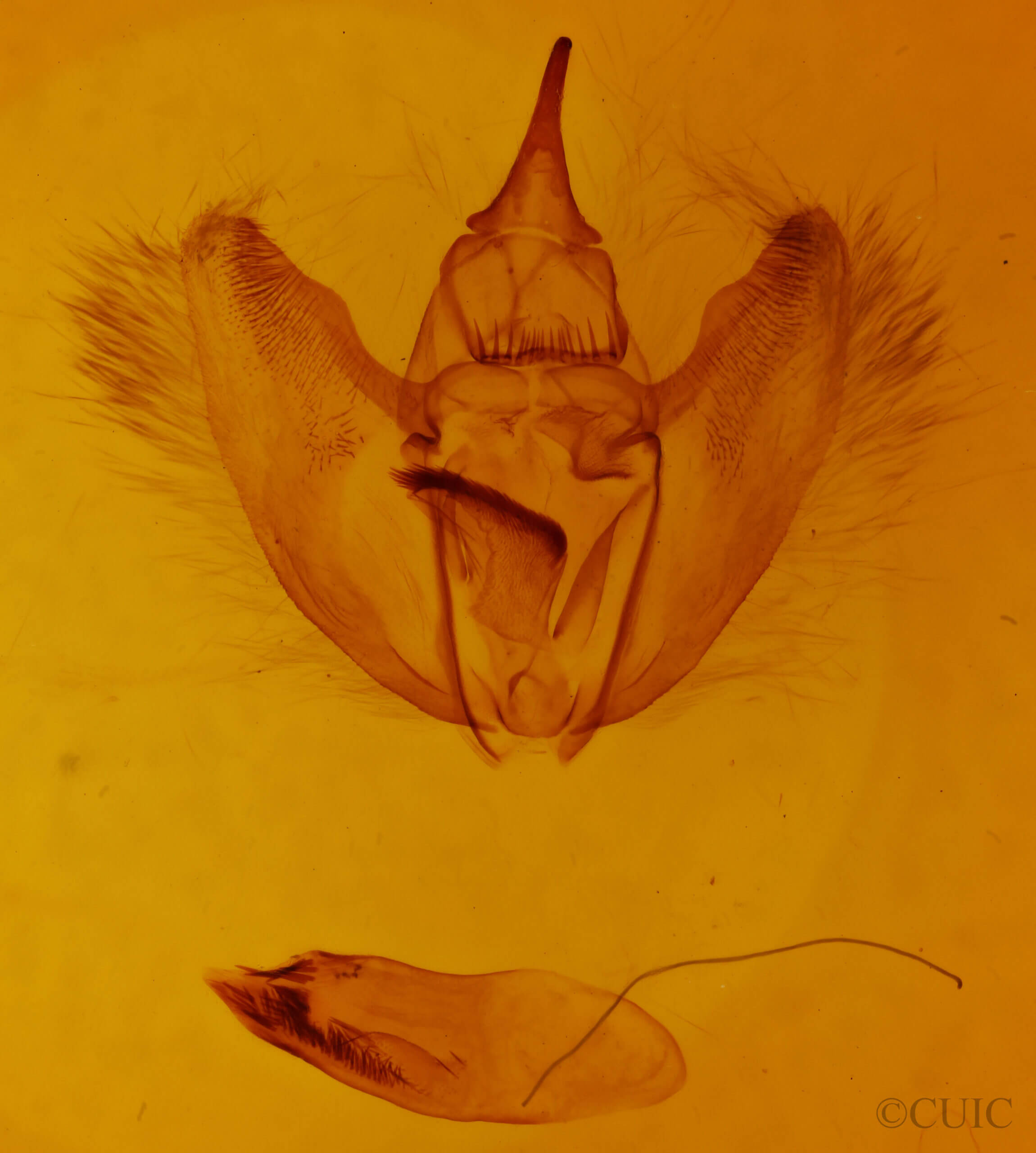 genitalia view of adult Eutrapela clemataria