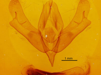 genitalia view of adult Acronicta afflicta
