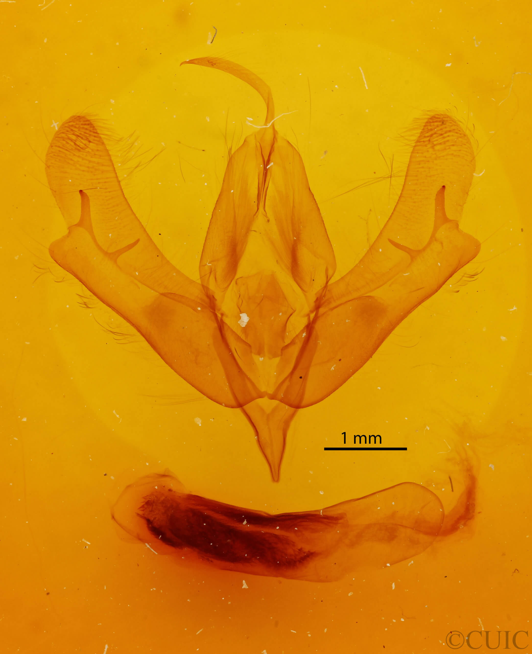 genitalia view of adult Acronicta afflicta