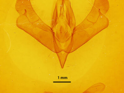 genitalia view of adult Acronicta brumosa