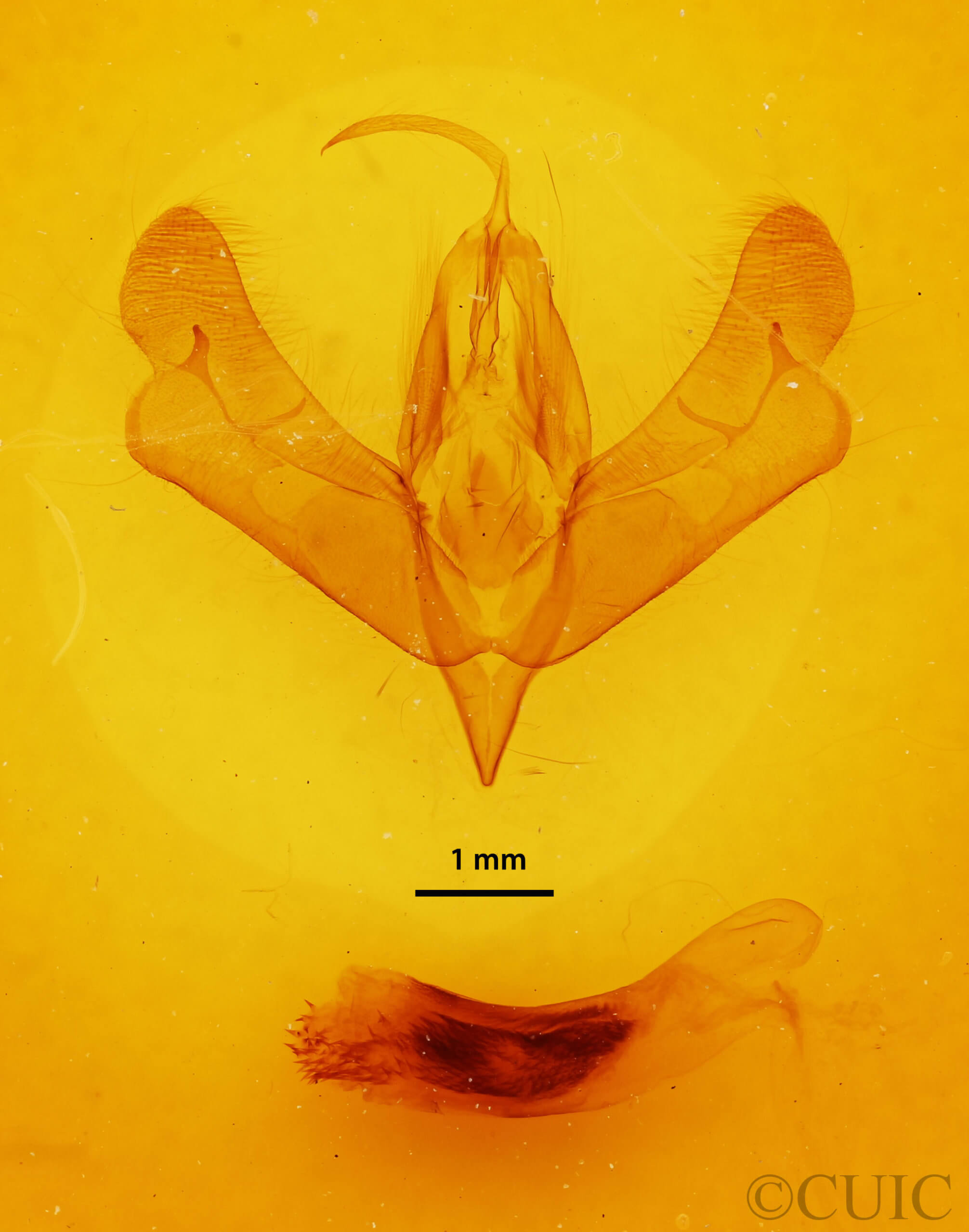 genitalia view of adult Acronicta brumosa