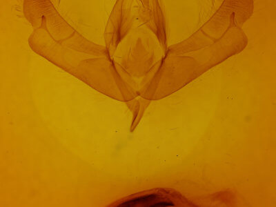 genitalia view of adult Acronicta brumosa