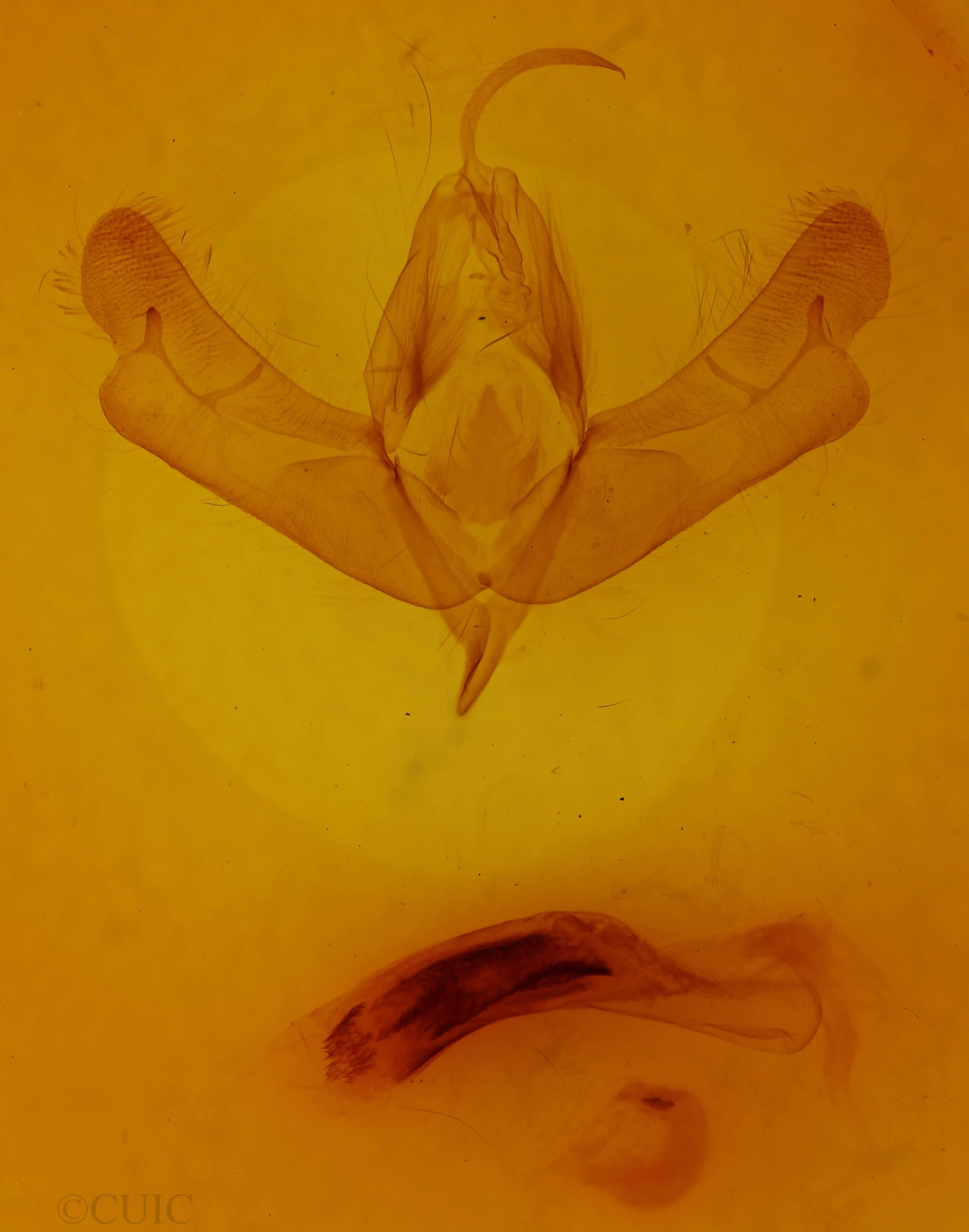 genitalia view of adult Acronicta brumosa