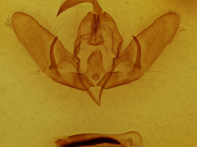 genitalia view of adult Acronicta dactylina