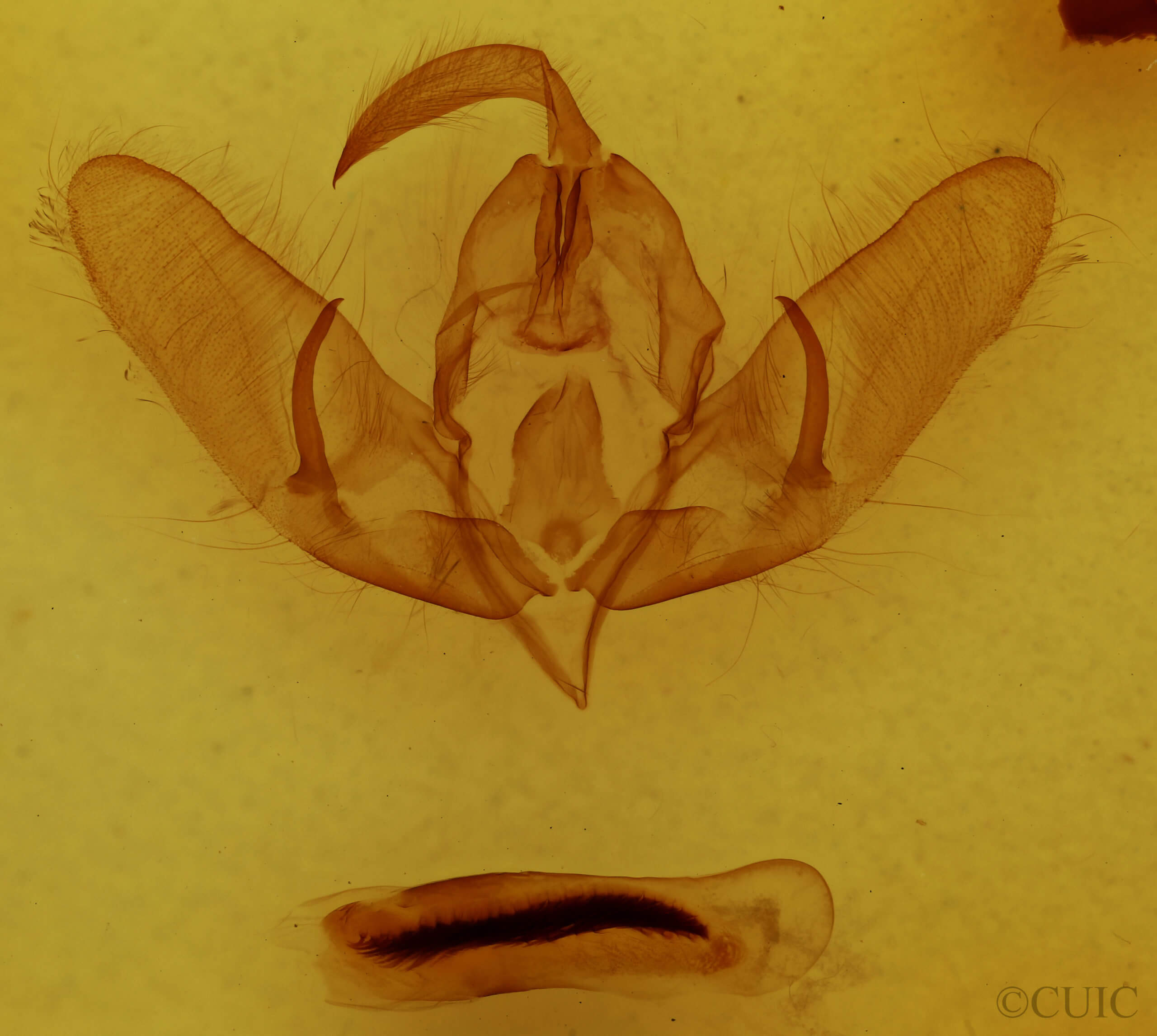 genitalia view of adult Acronicta dactylina