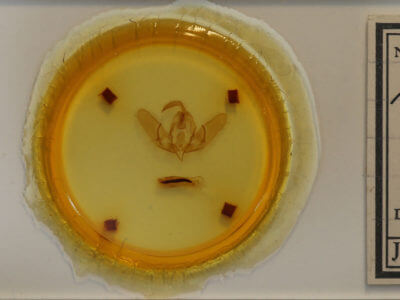 slide view of adult Acronicta dactylina