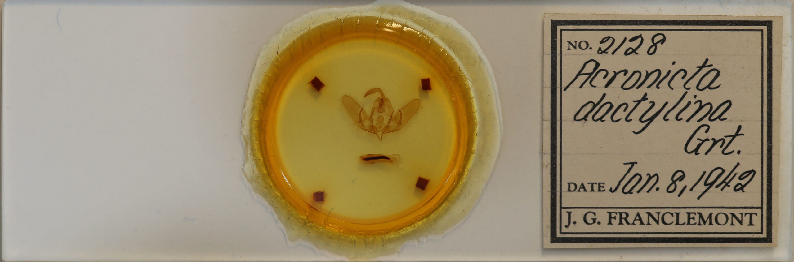 slide view of adult Acronicta dactylina