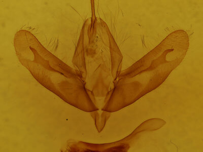 genitalia view of adult Acronicta haesitata