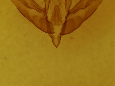 genitalia view of adult Acronicta haesitata